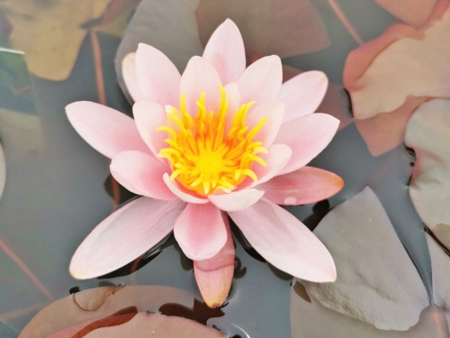 Seerose Himmel-Rosa